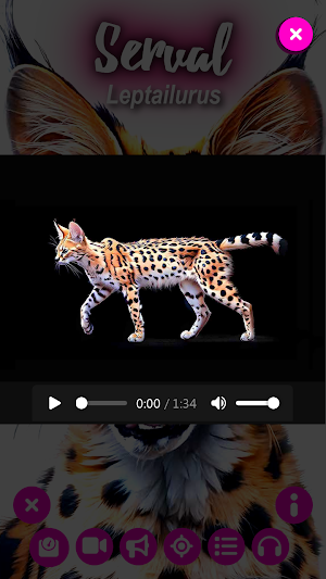Wildcats Screenshot 3
