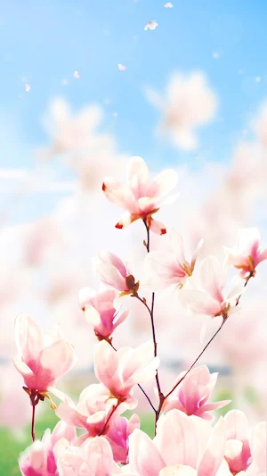 Magnolia Flower Live Wallpaper Screenshot 2