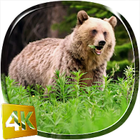 Bear 4K Live Wallpaper