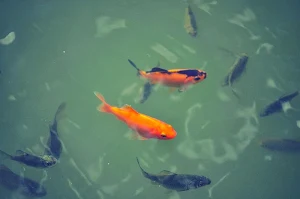 Japanese koi fish wallpapers Screenshot 2
