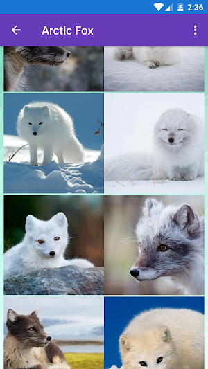 Arctic Fox, Baby Fox, Fox Wallpapers Screenshot 2