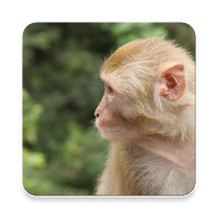 Rhesus Monkey Sound Collections ~ Sclip.app