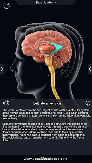 Brain Anatomy Pro. Screenshot 3
