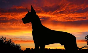 Great Dane Dog Wallpapers Screenshot 0