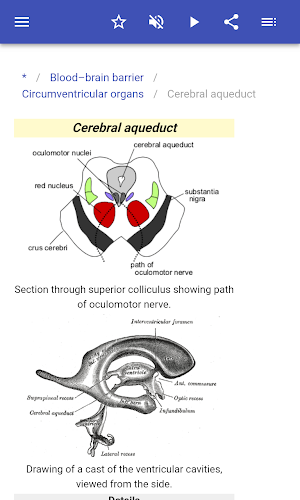 Brain Screenshot 3