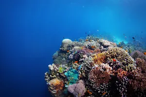 Coral Wallpapers Screenshot 1