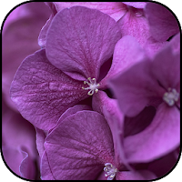 Violet flowers wallpapers