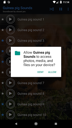 Guinea pig Sounds ~ Sboard.pro Screenshot 1