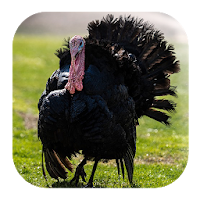 Turkey Sounds
