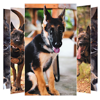 German Shepherd Wallpapers