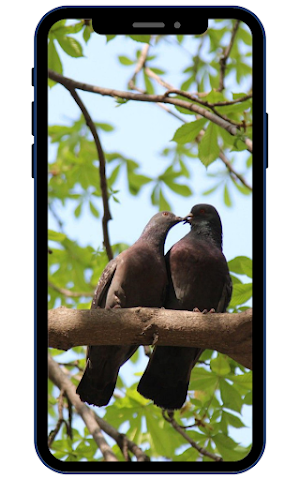 Pigeon Wallpapers Screenshot 0