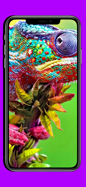 Color Chameleon HD Wallpapers Screenshot 1