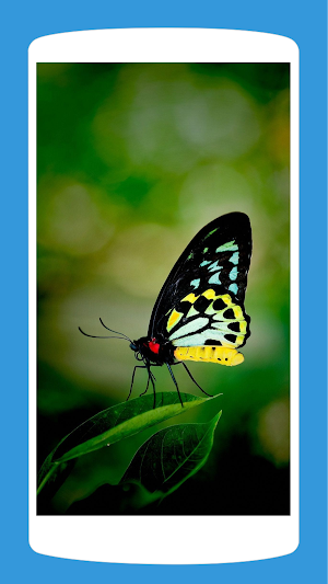 Butterfly Wallpaper Aesthetic HD 4K Screenshot 2