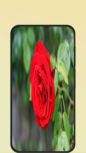 rose wallpaper Screenshot 2