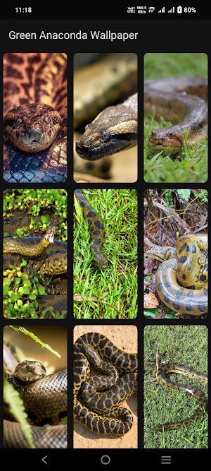 Green Anaconda Wallpaper Screenshot 2