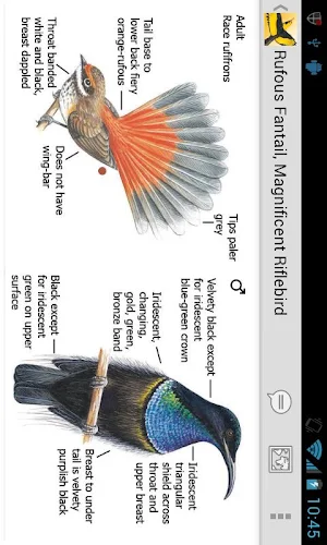 Morcombe's Birds of Aus (Lite) Screenshot 3