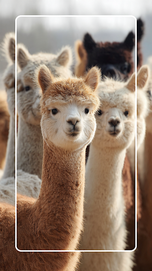 Alpaca Wallpaper HD Screenshot 3
