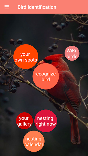 Bird Identification Screenshot 0