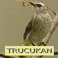 Master Kicau Trucukan
