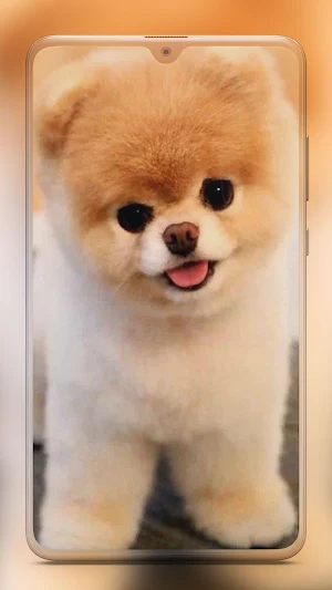 Pomeranian Dog Wallpaper HD Screenshot 0