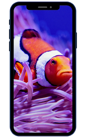 Clownfish Wallpaper HD Screenshot 0