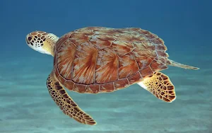 Turtle Wallpaper HD Screenshot 3