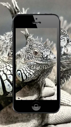 Lizard Wallpapers and Backgrounds Screenshot 3