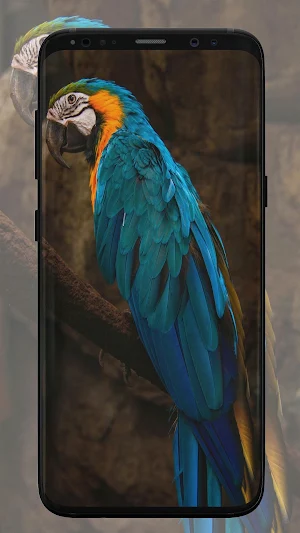 Parrot Wallpaper Screenshot 2