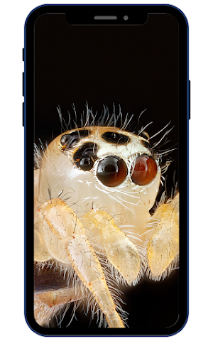 Spider Wallpapers Screenshot 2