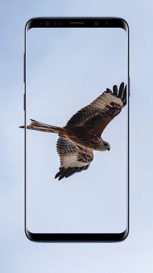 Eagle Wallpaper Screenshot 2