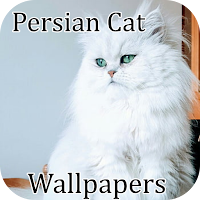 Persian Cats Wallpapers