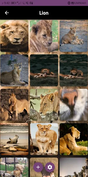Photo of lion Screenshot 2