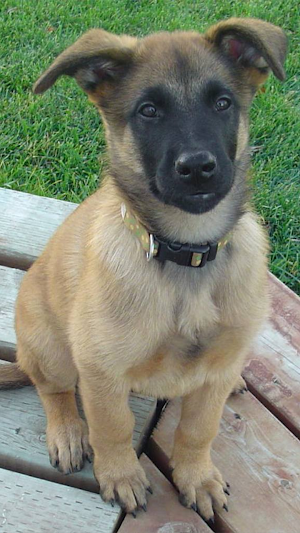Belgian Malinois Wallpapers Screenshot 0