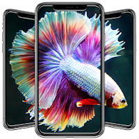 Betta Fish Wallpapers