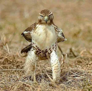 Funny photos for unloading Screenshot 2