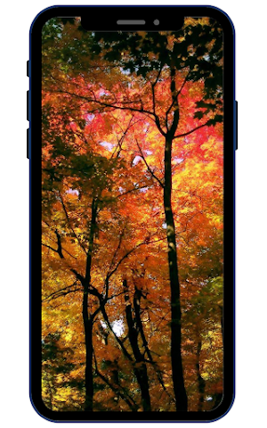 Forest Wallpapers Screenshot 0