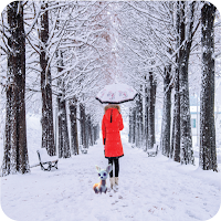 Snow Fall Wallpapers