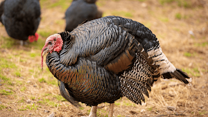 Turkey Sounds - Wild Turkey Calls Screenshot 3