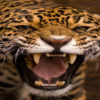 Leopard Live Wallpaper Paralla