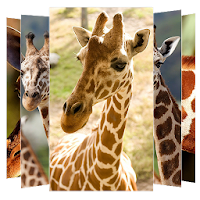Giraffe Wallpapers