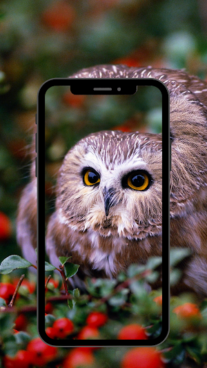 bird wallpaper 4K,UHD Screenshot 3