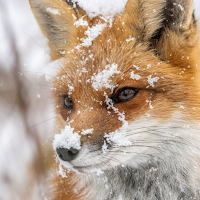 Animal Wallpapers 4K