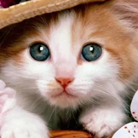 Kitten HD Wallpaper