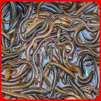 eel cultivation for beginners