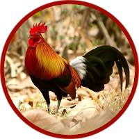 Red junglefowl
