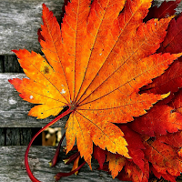 autumn wallpaper