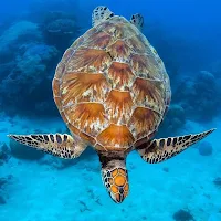 Turtle Wallpaper HD