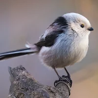 Titmouse Bird Wallpapers