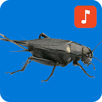 Cricket (insect) Ringtones