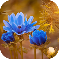 flower images hd
